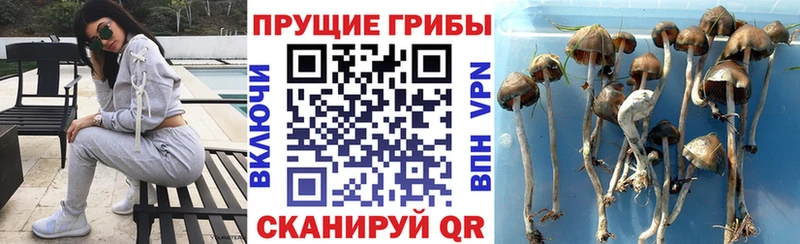 Галлюциногенные грибы мицелий  Купить где  Йошкар-Ола 